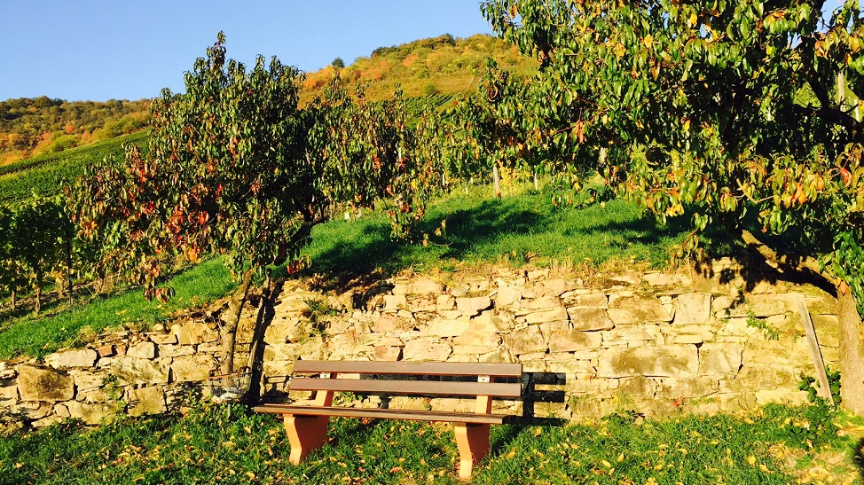 Weinberge in den schönsten Herbstfarben - ein Erlebnis zu Natur Pur, 03.10.2024 in Hattenheim